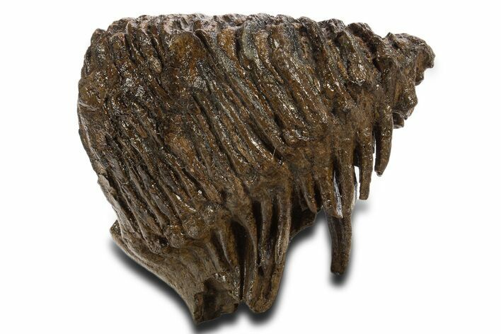 Fossil Woolly Mammoth Upper M Molar - Poland #337191